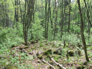 Ehrensvärdinpolku kulkee metsässä