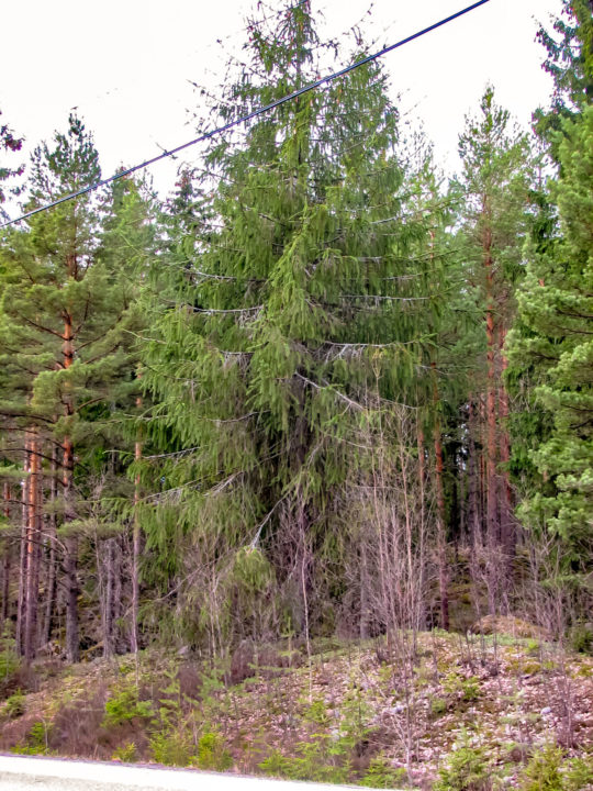 Harmaakallion käärmekuusi